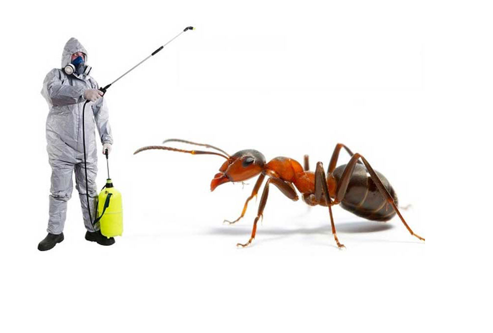 pest control services in south delhi
