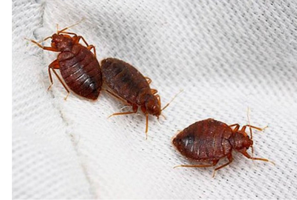 home bed bug control in parwana road