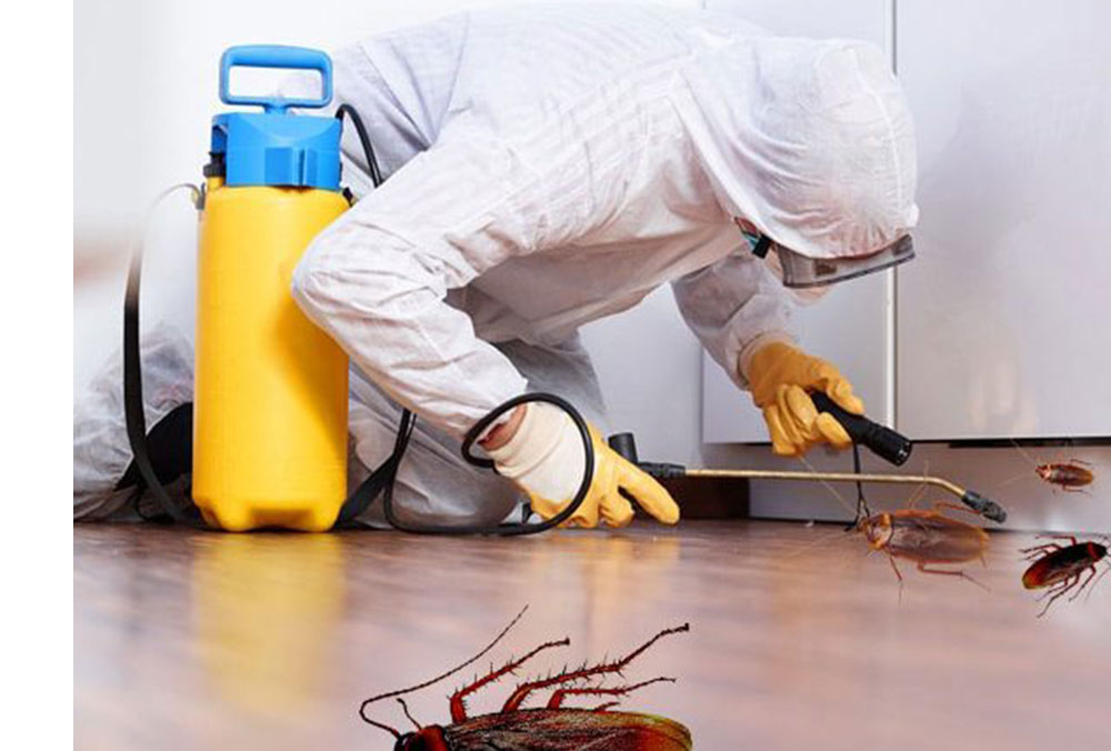 pest control in shastri park, ghandi nagar