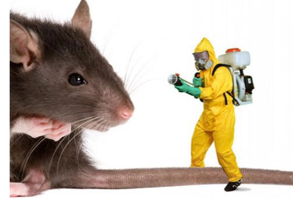 rats control office services in janak puri