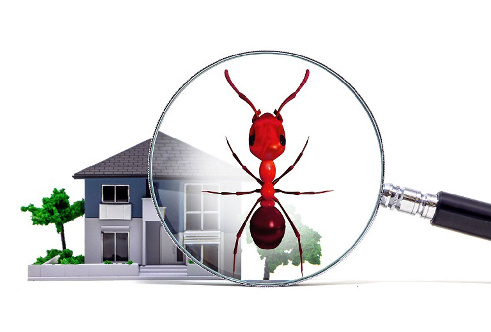 anti termite treatment